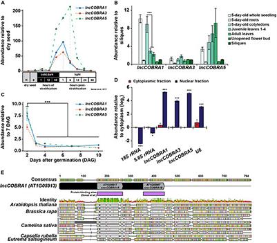 A Conserved Long Intergenic Non-coding RNA Containing snoRNA Sequences, lncCOBRA1, Affects Arabidopsis Germination and Development